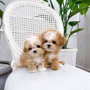 MALTIPOO