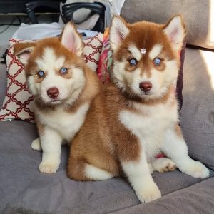 POMSKY