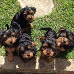 YORKIE